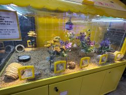 -神奇动物撸宠馆·羊驼·小浣熊·异宠(豫园店)