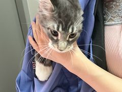 -北京观赏动物医院·24小时大型综合·猫专科·异宠专科