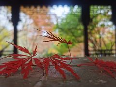 -秋霞圃