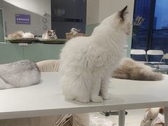 -怪兽屋·羊驼·猫咖·狗咖(俊华广场店)