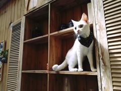-猫色咖啡·猫咖