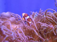 -悉尼海洋生物水族馆