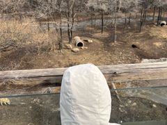-沈阳森林动物园