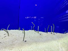 -上海海洋水族馆