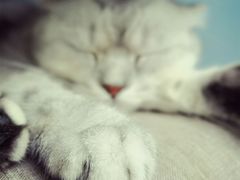 -喵的天空名猫咖啡馆·撸猫·猫舍·用品