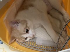 -纳吉亚猫专科动物诊疗中心(蒋宅口分院)