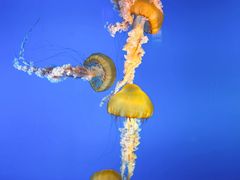 -太平洋海底世界