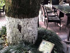 -十八棵（老龙井）御茶园(老龙井店)