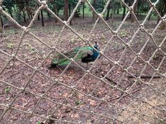 -合肥野生动物园