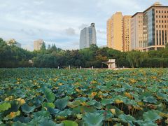 -黄兴公园