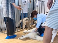 -Husky Go! 哈士奇体验馆·宠物咖啡厅狗咖