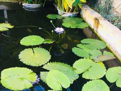 -国家植物园南园