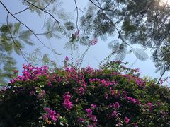 -猫咪博物馆(顶澳仔猫街店)