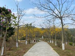 -东莞市大岭山森林公园