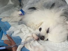 -艾贝尔宠物医院·24H转诊中心·肿瘤猫专科(江宁双龙店)