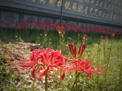 -西安大兴善寺