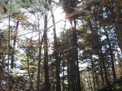 景点-五营红松林海景区