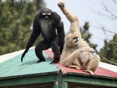 -西霞口神雕山野生动物世界