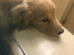 -藦茜花园宠物主题亲子互动体验馆(国顺东路店)