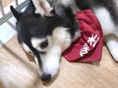 -Husky Go! 哈士奇体验馆·宠物咖啡厅狗咖