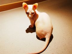 -飞行喵MR PILOT|猫舍·猫咖(静安大融城店)