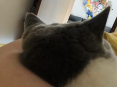 -屋虎猫馆(宝安大仟里店)
