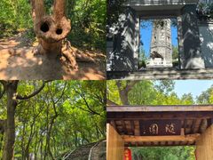 -上海佘山国家森林公园天马山园