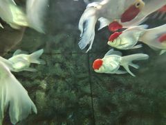 -重庆彩云湖湿地公园