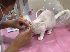 -北京观赏动物医院·24小时大型综合·猫专科·异宠专科