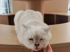 -鼓捣猫呢主题猫咖店