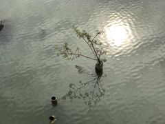 -三垟湿地