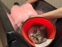 -乐派堂宠物医院·猫友好· 心脏科(东街店)