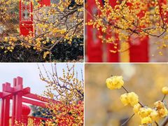 -上海海湾国家森林公园