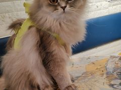 -平行世界·猫咖(首经贸店)