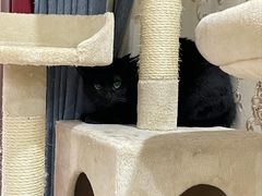 -瑞派名望24h动物医院异宠专科·猫专科·骨科·重症监护分院