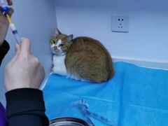 -关爱宠物医院·猫科中心·消化科(滨湖万达分院)