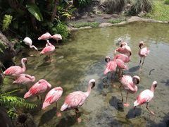 -奥兰多迪士尼动物王国乐园