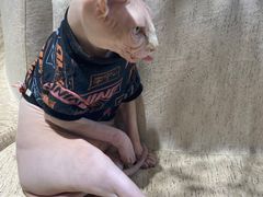 -藏猫猫咖啡主题馆(中央大道店)