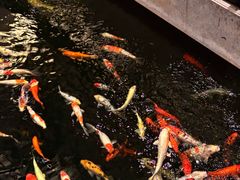 -龙悦湾酒家·八阵鱼生·渔人码头店