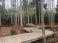 -桉树林A coffee 森林餐厅(三圣乡店)