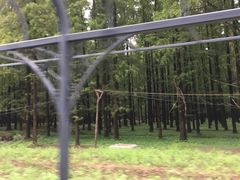 -东平国家森林公园