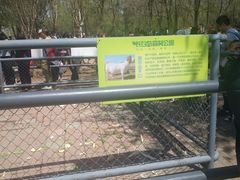 波尔山羊-长白岛森林公园