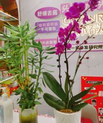 -希梵尔头皮抗衰·科技养发