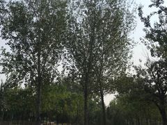 -永定河休闲森林公园