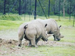 -威勒比开放式动物园