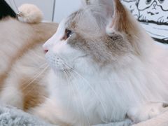 -白夜2D咖啡馆