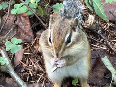 -五营红松林海景区