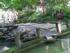 -成都市活水公园