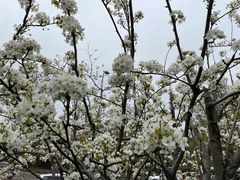 -顾村公园