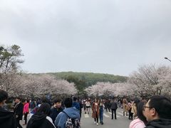 -武汉大学-樱园